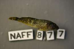 Image of Pit sculpin