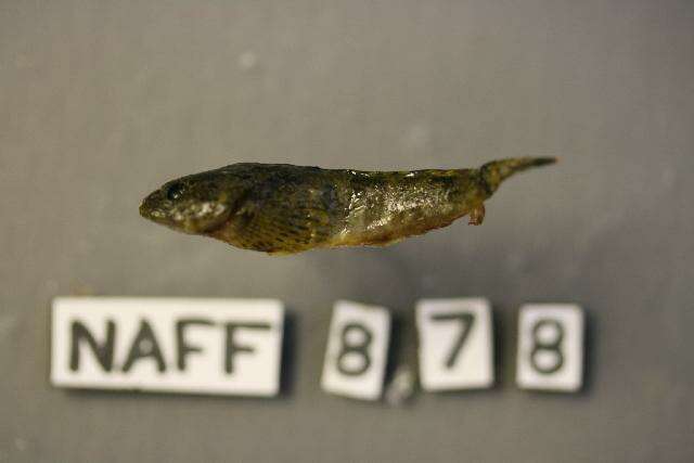 Image of Pit sculpin