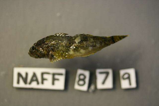 Image of Pit sculpin