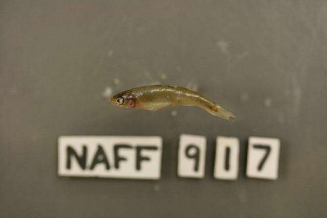 Image of Sand Shiner