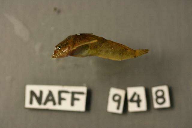 Image of Ozark sculpin