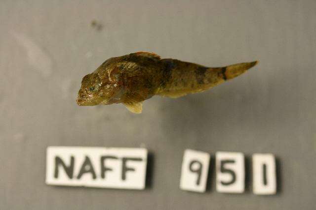 Image of Ozark sculpin