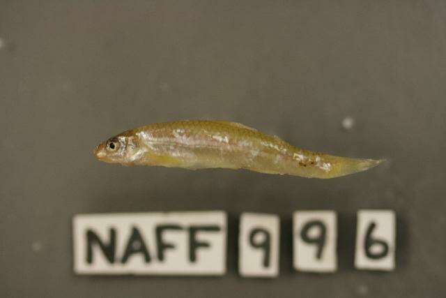 Imagem de Notropis longirostris (Hay 1881)