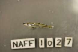 Image of Notropis