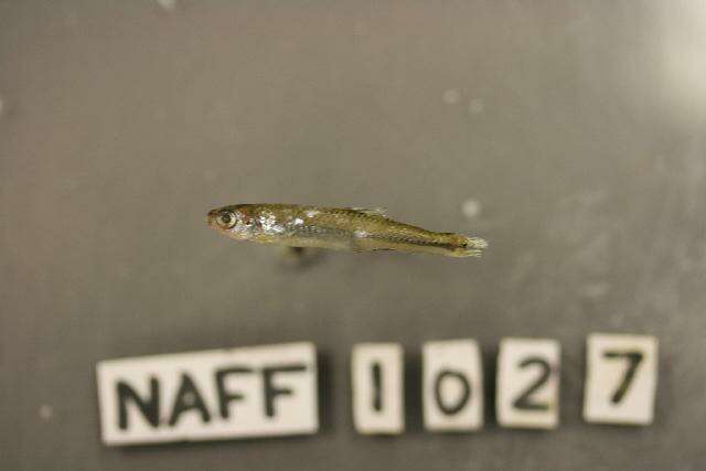 Image of Notropis