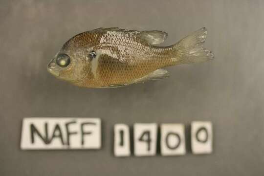 Image of Dollar Sunfish