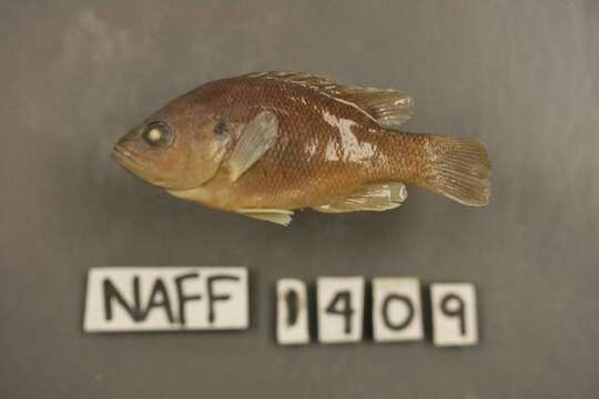 Image of Green Sunfish