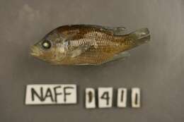 Image of Redspotted Sunfish