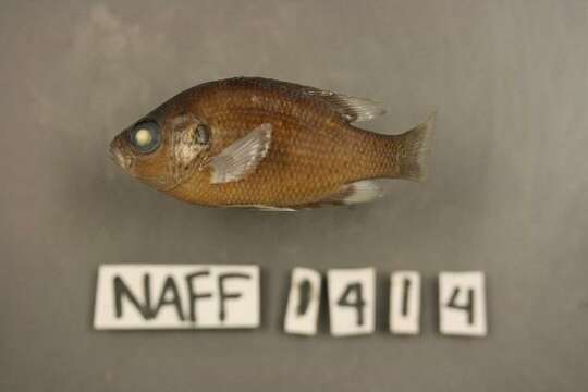 Image of Redspotted Sunfish