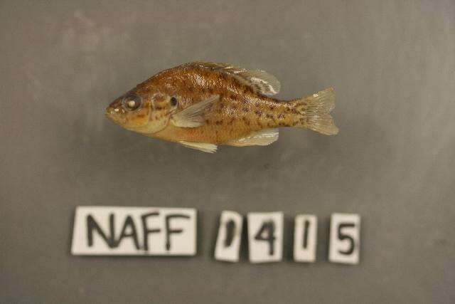 Image of Orangespotted Sunfish