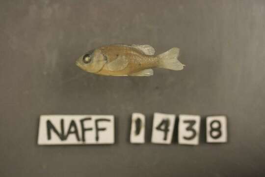 Image of Redbreast Sunfish