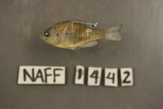 Image of Bluegill Sunfish