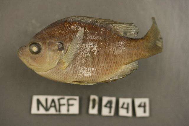 Image of Bluegill Sunfish