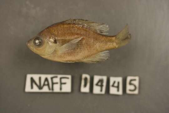 Image of Bluegill Sunfish