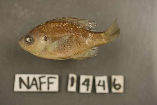 Image of Bluegill Sunfish