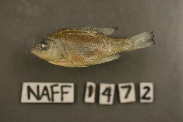 Image of Redear Sunfish