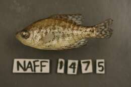 Image of Black Crappie