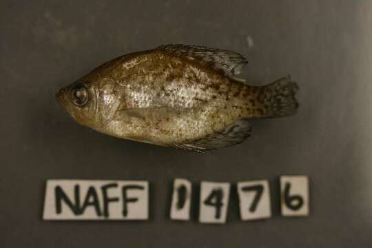 Image of Black Crappie