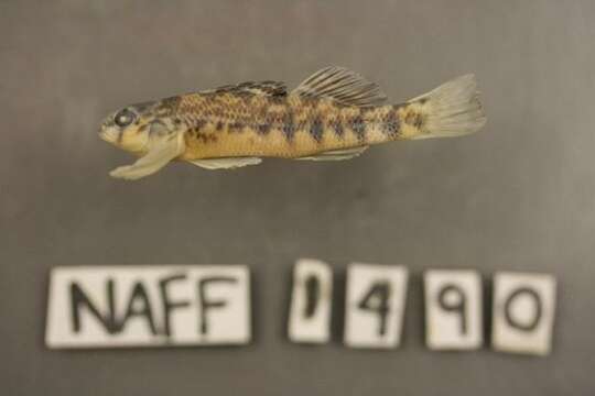 Image of Coosa Darter