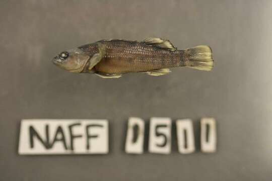 Image of Greenbreast Darter