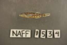 Imagem de Etheostoma brevirostrum Suttkus & Etnier 1991