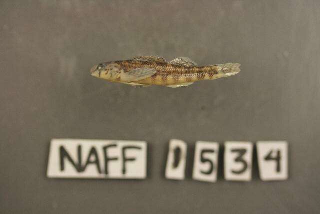 Imagem de Etheostoma brevirostrum Suttkus & Etnier 1991