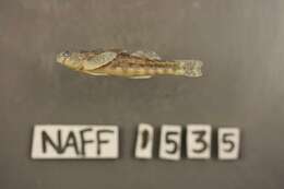 Imagem de Etheostoma brevirostrum Suttkus & Etnier 1991