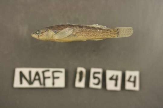 Image of Fringed Darter