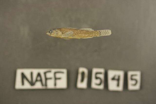 Image of Fringed Darter