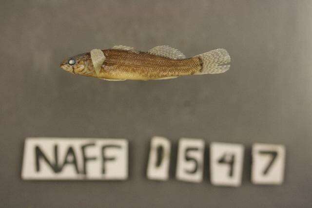 Image of Fringed Darter