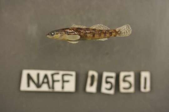 Image of Fantail Darter