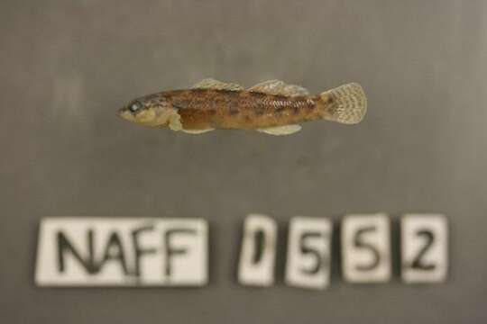 Image of Fantail Darter