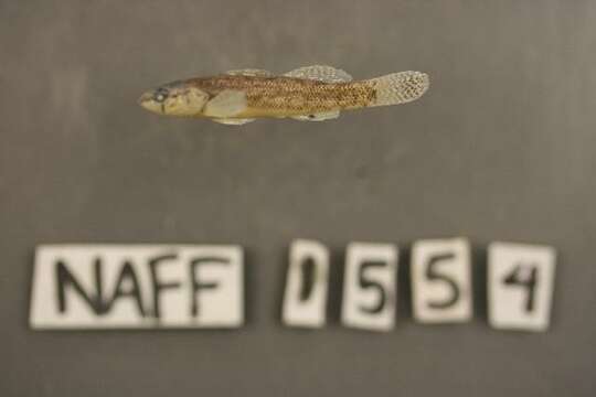 Plancia ëd Etheostoma nigripinne Braasch & Mayden 1985