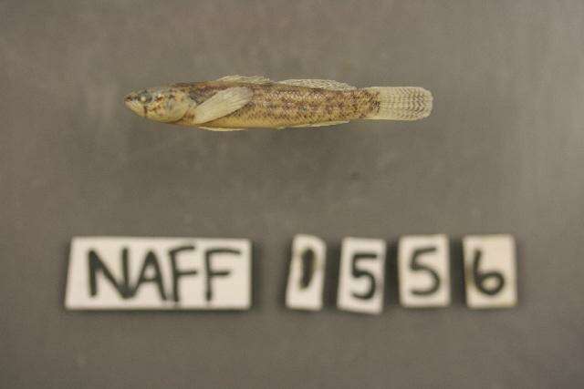 Plancia ëd Etheostoma nigripinne Braasch & Mayden 1985