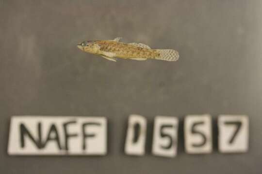 Image of Blackfin darter