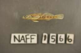 Plancia ëd Etheostoma obeyense Kirsch 1892