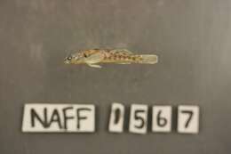 Plancia ëd Etheostoma obeyense Kirsch 1892