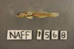 Imagem de Etheostoma barbouri Kuehne & Small 1971