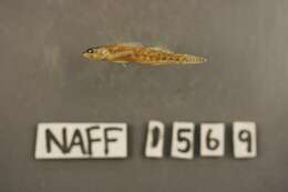 Imagem de Etheostoma barbouri Kuehne & Small 1971