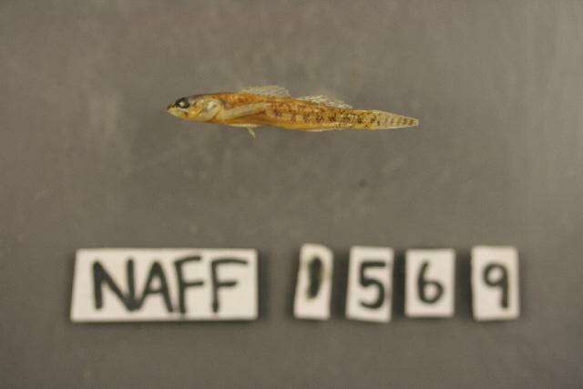 Imagem de Etheostoma barbouri Kuehne & Small 1971