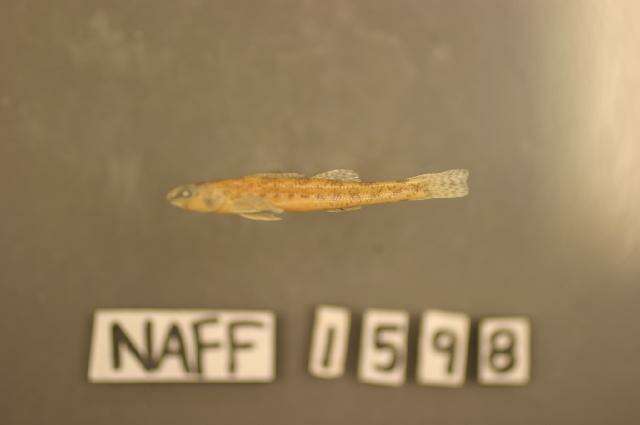 Image of Bluntnose darter