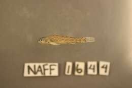 صورة Etheostoma gracile (Girard 1859)