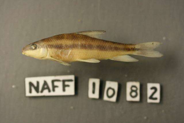 Image of Sharpfin chubsucker