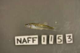 Image of Notropis