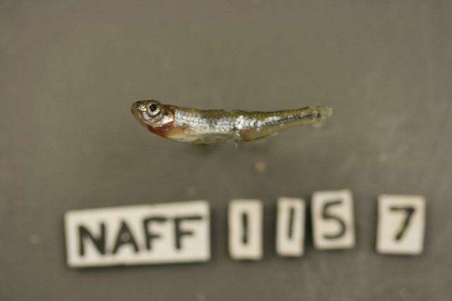 Image of Notropis