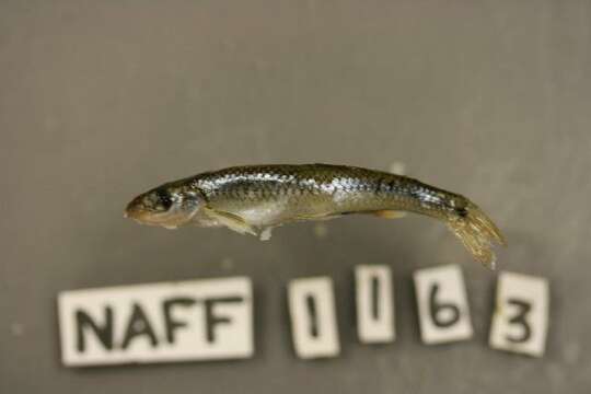 Sivun Notropis spectrunculus (Cope 1868) kuva