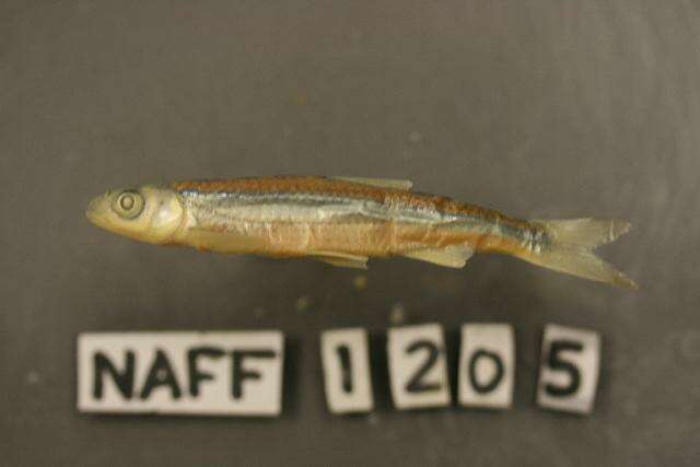 Imagem de Notropis cummingsae Myers 1925