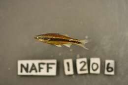 Image of Spotfin shiner