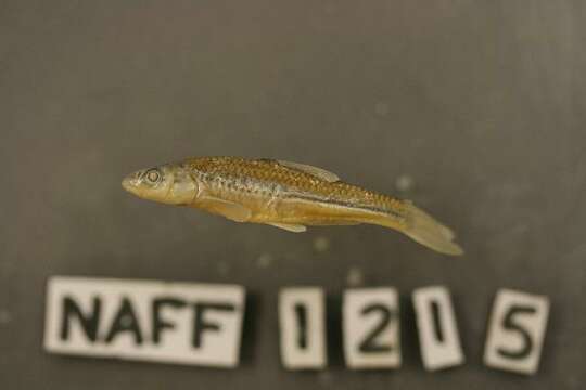 Sivun Notropis dorsalis (Agassiz 1854) kuva