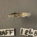 Image of Stonecat